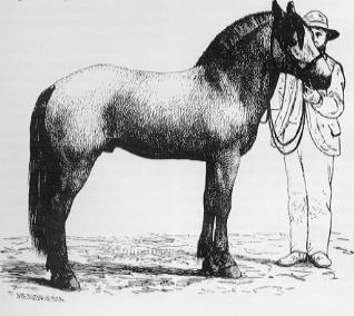Skarphedin 1877